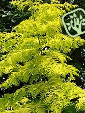 Metasequoia glyptostroboides´Goldrush´