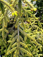 Picea orientalis ´Skyland´