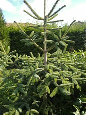 Abies pinsapo