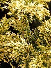 Juniperus horizontalis´Lime Glow´