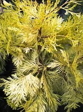 Calocedrus decurrens´Berrima Gold´