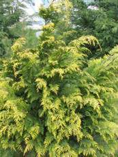 Chamaecyparis lawsoniana´Stewartii´