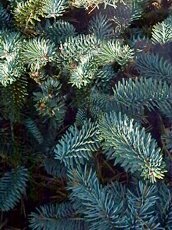 Abies procera´Glauca Prostrata´