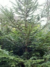 Abies alba