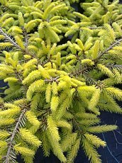 Picea abies ´Vermont Gold´