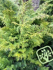 Chamaecyparis obtusa´Loenik´