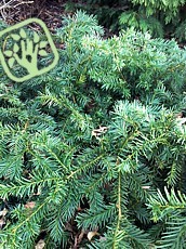 Taxus baccata ´Repandens´