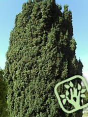 Taxus baccata´Fastigiata´