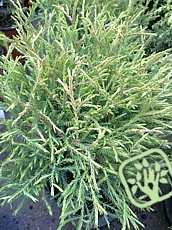 Thuja occidentalis ´Mr. Bowling Ball´