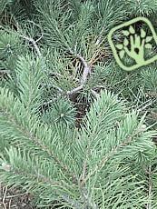 Pinus sylvestris ´Hillside Creeper´