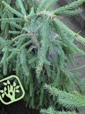 Picea abies ´Frohburg´ 
