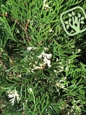 Thuja occidentalis´Smaragd Variegata´