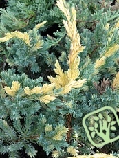 Juniperus squamata´Gold Flame´