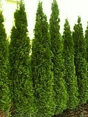 Thuja occidentalis´Smaragd´ 