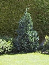 Chamaecyparis lawsoniana ‘Alumii’