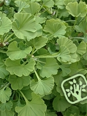 Ginkgo biloba ´Mariken´