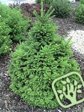 Picea abies ´Ohlendorffii´