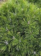 Pinus nigra ´Brepo´