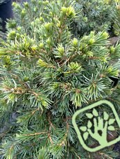 Picea omorika´ Wodan´ 