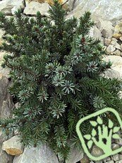 Picea omorika´ Pimoco´ 