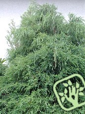 Chamaecyparis lawsoniana´Filiformis Glauca´