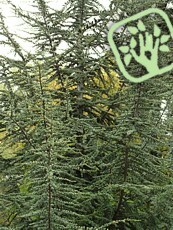 Cedrus atlantica