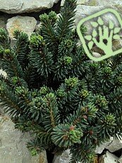 Picea glauca ´Cecilia´