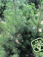 Pinus uncinata 