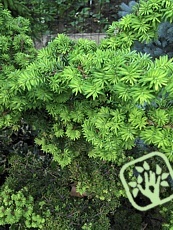 Tsuga canadensis ´Curly´ Tsuga canadensis ´Curly´