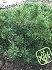 Pinus strobus´Nana´