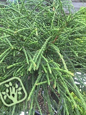 Thuja Plicata ´Whipcord´