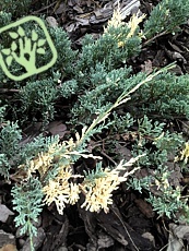 Juniperus horizontalis ´Variegata´