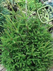 Picea orientalis ´Compacta´