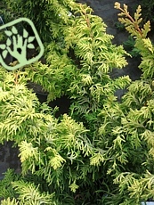 Chamaecyparis obtusa´Fernspray´