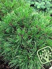 Pinus mugo ´Hesse´