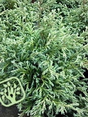 Chamaecyparis pisifera ´Baby Blue´