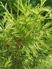 Thuja Plicata ´Zebrina´