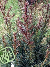 Podocarpus alpinus´Ret Tip´