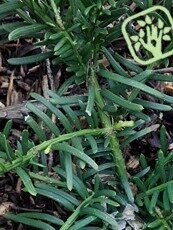 Cephalotaxus harringtonia´Prostrata´