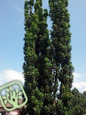 Taxus baccata´Fastigiata Robusta´