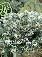 Abies koreana´Ice Breaker´