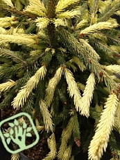 Picea abies ´Finedonensis´