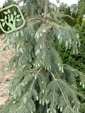 Picea engelmannii´Lace´