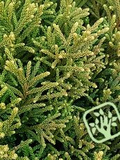 Cryptomeria japonica´Little Diamond´