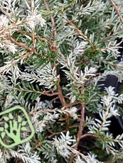 Tsuga canadensis ´Gentsch White´