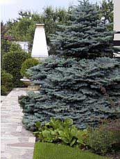 Picea pungens ´Glauca´