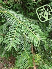 Torreya californica