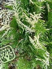 Thuja orientalis´Nana Fleck´