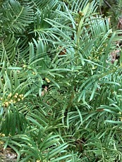 Cephalotaxus fortunei