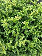 Cryptomeria japonica´Green Pearl´